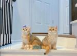 Sophia with blue bow - British Shorthair Kitten For Sale - New York, NY, US