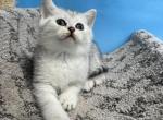 Milo - Scottish Straight Kitten For Sale - Renton, WA, US