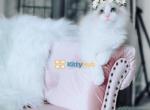 Iris - Ragdoll Kitten For Sale - Fairfax, VA, US