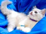 Miumi - Ragdoll Kitten For Sale - State College, PA, US