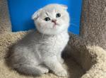 Benny - Scottish Fold Kitten For Sale - Renton, WA, US