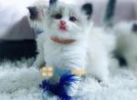 Fluffy - Ragdoll Kitten For Sale - Chicago, IL, US