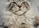 Morphius - Maine Coon Cat For Sale - Braham, MN, US