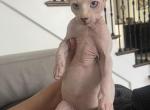 Lily - Sphynx Kitten For Sale - Vernon Hills, IL, US