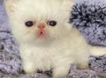 Kingsley Olaf - Persian Kitten For Sale - Beverly Hills, CA, US