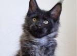 Edwin - Maine Coon Kitten For Sale - Brighton, CO, US