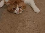 Scotch - Manx Cat For Sale - Essex, MD, US