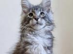 Felix - Maine Coon Kitten For Sale - Brighton, CO, US