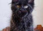 Edward - Maine Coon Kitten For Sale - Brighton, CO, US