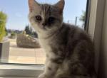 Toulouse - Scottish Straight Cat For Sale - Seattle, WA, US