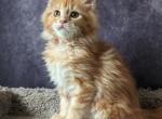 Maddy - Maine Coon Kitten For Sale - Staten Island, NY, US