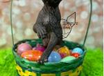 Hugo Boss - Sphynx Kitten For Sale - Chalfont, PA, US