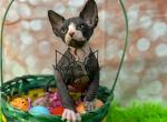 Gucci - Sphynx Kitten For Sale - Chalfont, PA, US