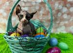 Dior - Sphynx Kitten For Sale - Chalfont, PA, US