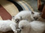 Pure Ragdoll blue point - Ragdoll Kitten For Sale - Feasterville-trevose, PA, US