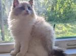 TICA Bicolor Ragdoll Kitten Male - Ragdoll Kitten For Sale - Houston, TX, US