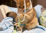 Neko - British Shorthair Kitten For Sale - Fairfax, VA, US