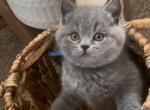 British shorthair kittens - British Shorthair Kitten For Sale - Pasco, WA, US