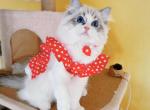 Snow - Ragdoll Kitten For Sale - CA, US