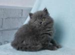 British NOV Hilton - British Shorthair Kitten For Sale - New York, NY, US