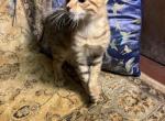 Sunshine - Egyptian Mau Kitten For Sale - MO, US