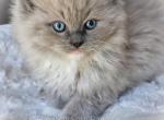 Blue mitted mink - Ragdoll Kitten For Sale - Farmville, VA, US