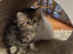 Miraculous FEMALE  Persian ELH  Michigan - Persian Kitten For Sale - Farmington, MI, US