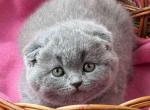 Umka - Scottish Fold Kitten For Sale - Hollywood, FL, US