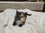 Coco - Ragdoll Kitten For Sale - Dallas, TX, US