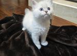 Max - Ragdoll Kitten For Sale - Dallas, TX, US