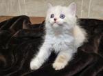 Boo - Ragdoll Kitten For Sale - Dallas, TX, US