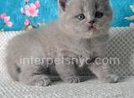 Marcus - British Shorthair Kitten For Sale - Brooklyn, NY, US