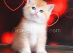 Camila - British Shorthair Kitten For Sale - Brooklyn, NY, US