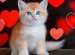 Cliff - British Shorthair Kitten For Sale - Brooklyn, NY, US