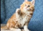 Iris - Maine Coon Kitten For Sale - Brooklyn, NY, US