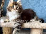 Iceberg - Maine Coon Kitten For Sale - Brooklyn, NY, US