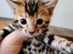 Brown Rosetted Female - Bengal Kitten For Sale - Bradner, OH, US