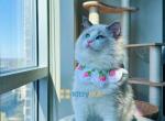 So fluffy and cuddly ragdoll kitty - Ragdoll Kitten For Sale - Jersey City, NJ, US