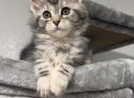 Sofy - Maine Coon Kitten For Sale - Sacramento, CA, US