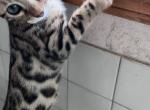 Bengal Kitten Male&Female 3 months old - Bengal Kitten For Sale - Chicago, IL, US