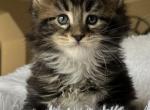 Sophie - Maine Coon Kitten For Sale - CA, US