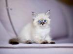 Demi - Siberian Kitten For Sale - Norwalk, CT, US