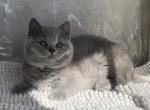 Tessa - British Shorthair Kitten For Sale - Hollywood, FL, US