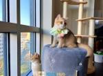 Charm - British Shorthair Kitten For Sale - Fairfax, VA, US