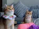 Sakura - British Shorthair Kitten For Sale - Fairfax, VA, US