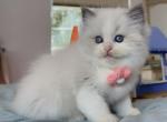 Dudu - Ragdoll Kitten For Sale - Las Vegas, NV, US