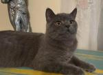 Gray - British Shorthair Cat For Sale - TX, US