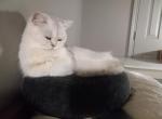 Cloud Half off summer sale - British Shorthair Kitten For Sale - Richardson, TX, US