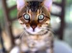 Shadow Des Griffes De Feu - Bengal Cat For Sale - 