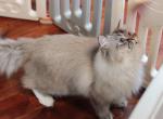 Charlotte - Ragdoll Cat For Sale/Service - Bristow, VA, US